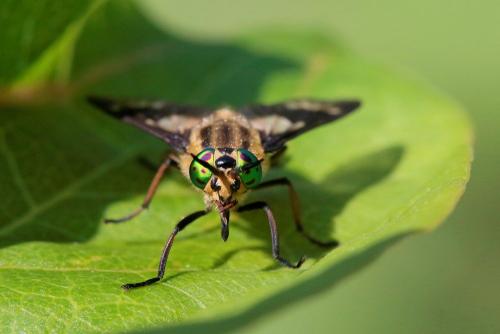Réf. 286 688 : Chrysops relictus